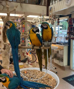 Adult Blue And  Gold Macaw Parrots-(Males/Females)