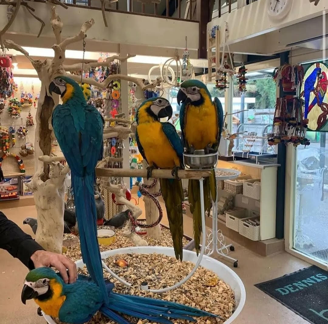 “Adult Blue and Gold Macaw parrots perched side by side, showcasing their vibrant blue and yellow feathers, with bright eyes and strong beaks.”