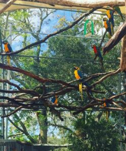 Adult Blue And  Gold Macaw Parrots-(Males/Females)