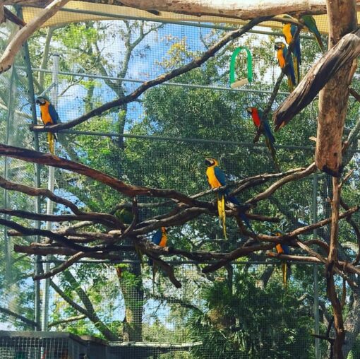 “Adult Blue and Gold Macaw parrots perched side by side, showcasing their vibrant blue and yellow feathers, with bright eyes and strong beaks.”
