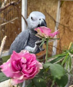 African Grey Parrot-(Lucy)
