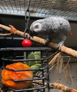 African Grey Parrot-(Lucy)