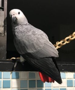 African Grey Parrot-(Matty)