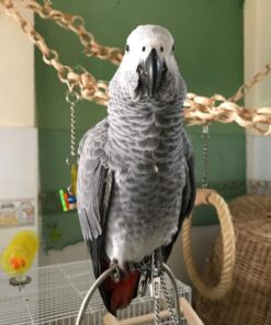 African Grey Parrot-(Matty)