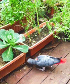 African Grey Parrot-(Ricky)