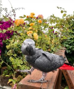 African Grey Parrot-(Ricky)