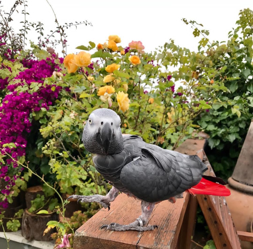 Male African Grey Parrot named Ricky perched on a stand, displaying sleek grey feathers, bright red tail, and an alert expression.