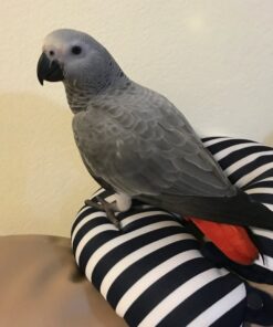 African Grey Parrot-(Sam)