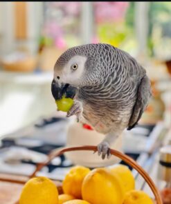African Grey Parrot-(Sam)