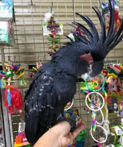 Black Palm Cockatoo Parrots-Males-Females