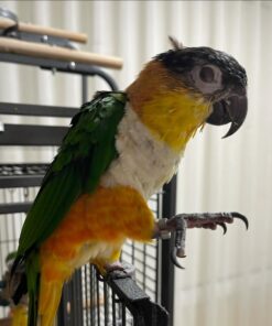 Black headed Caique Parrot-(Kalin)