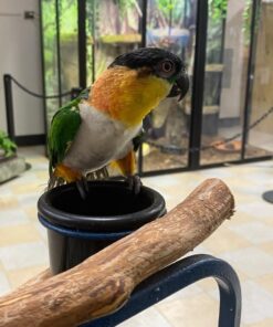 Black headed Caique Parrot-(Kalin)