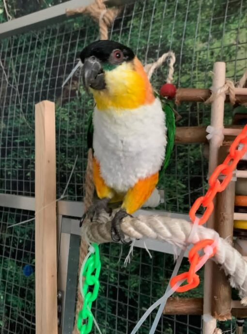 Vibrant male Black-headed Caique parrot named Laka, 1 year 3 months old, perched happily with bright green, yellow, and black feathers, looking alert and friendly.