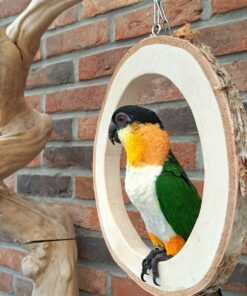 Black headed Caique Parrot-(Laka)