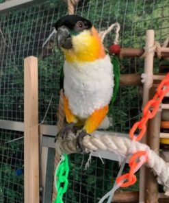 Black headed Caique Parrot-(Laka)
