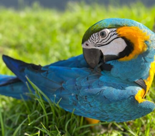"Close-up of Dina, a vibrant female Blue and Gold Macaw, showcasing her striking blue wings, golden chest, and intelligent gaze."