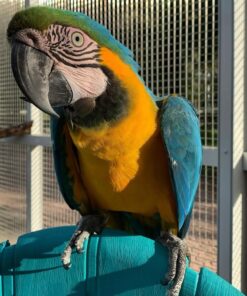 Blue And Gold Macaw Parrot-(Dina)