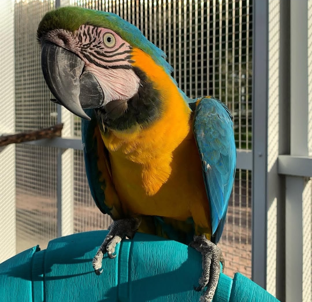 "Close-up of Dina, a vibrant female Blue and Gold Macaw, showcasing her striking blue wings, golden chest, and intelligent gaze."