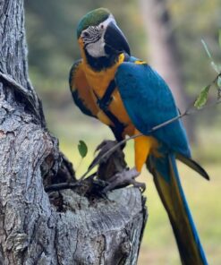 Blue And Gold Macaw Parrot-(Dina)