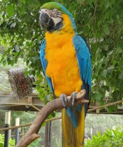 Blue And Gold Macaw Parrot-(Napi)