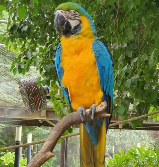 “Female Blue and Gold Macaw parrot named Napi with bright blue and yellow feathers perched on a branch.”