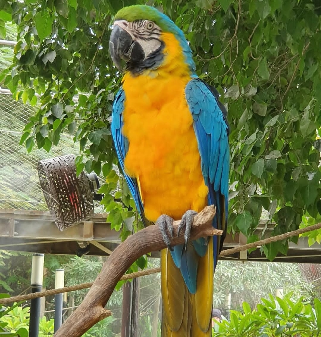 “Female Blue and Gold Macaw parrot named Napi with bright blue and yellow feathers perched on a branch.”
