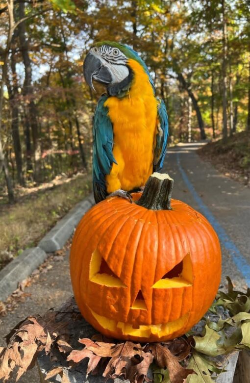 Blue And Gold Macaw Parrot-(Napi)