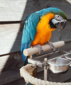 Blue And Gold Macaw Parrot-(Napi)