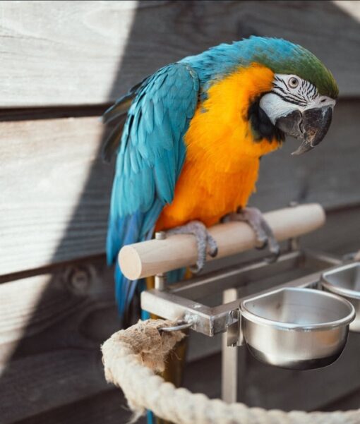Blue And Gold Macaw Parrot-(Napi) - Image 2