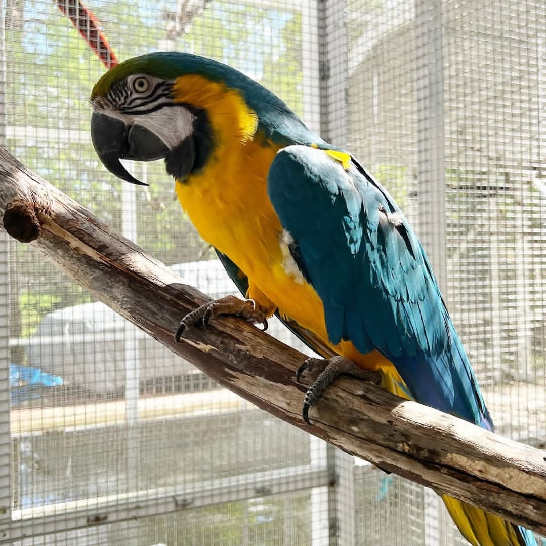 male Blue And Gold Macaw Parrot-(Shavic)