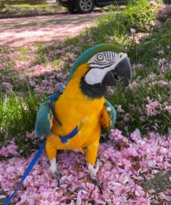 Blue And Gold Macaw Parrot-(Shavic)