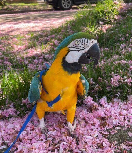 Blue And Gold Macaw Parrot-(Shavic) - Image 2