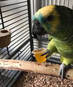 Blue Fronted Amazon Parrot-(Lindy)