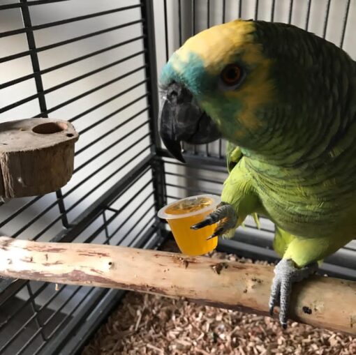 “Female Blue Fronted Amazon Parrot named Lindy with bright green feathers, blue forehead, and yellow accents, perched and looking alert.”