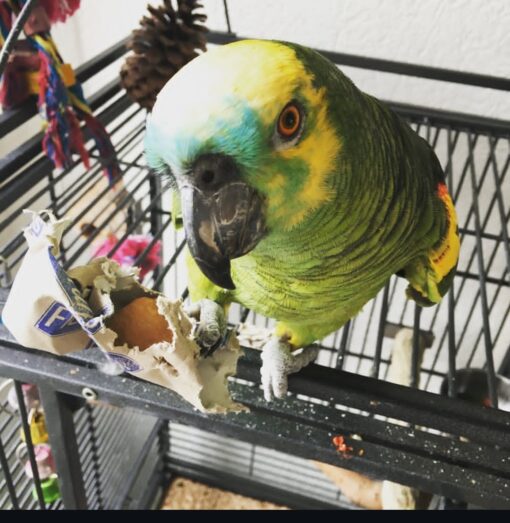 “Female Blue Fronted Amazon Parrot named Lindy with bright green feathers, blue forehead, and yellow accents, perched and looking alert.”