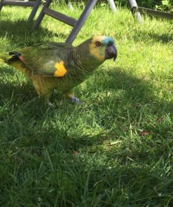 Blue Fronted Amazon Parrot-(Lindy)