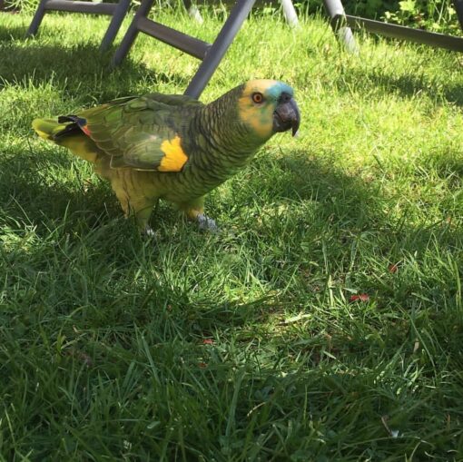 “Female Blue Fronted Amazon Parrot named Lindy with bright green feathers, blue forehead, and yellow accents, perched and looking alert.”