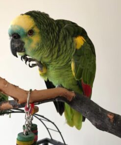 Blue Fronted  Amazon Parrot-(Tino)