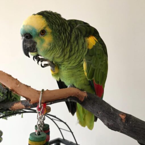 “Male Blue Fronted Amazon Parrot named Tino with vibrant green feathers, bright blue forehead, and yellow accents, perched and looking curious.”