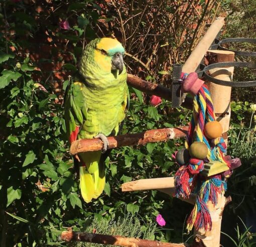 “Male Blue Fronted Amazon Parrot named Tino with vibrant green feathers, bright blue forehead, and yellow accents, perched and looking curious.”