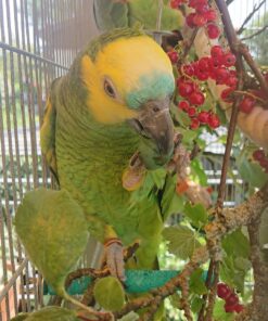 Blue Fronted  Amazon Parrot-(Tino)