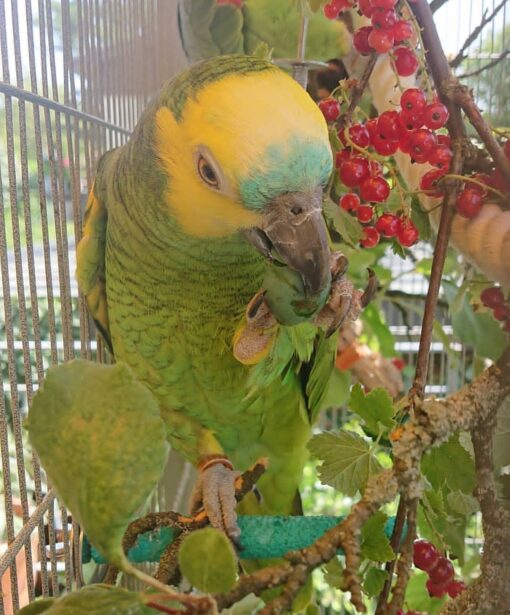 “Male Blue Fronted Amazon Parrot named Tino with vibrant green feathers, bright blue forehead, and yellow accents, perched and looking curious.”