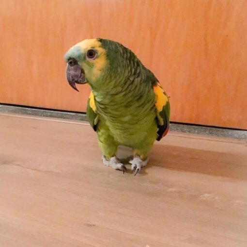 “Close-up of vibrant Blue Fronted Amazon Parrots, showing their green feathers with bright blue foreheads and yellow facial markings, perched side by side.”