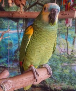 Blue Fronted  Amazon Parrots-(Males/Females)