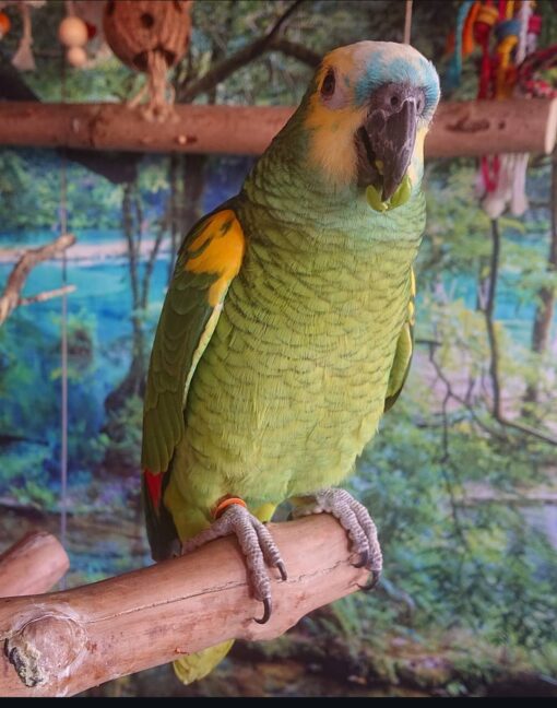 “Close-up of vibrant Blue Fronted Amazon Parrots, showing their green feathers with bright blue foreheads and yellow facial markings, perched side by side.”