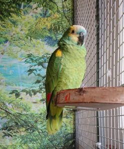 Blue Fronted  Amazon Parrots-(Males/Females)