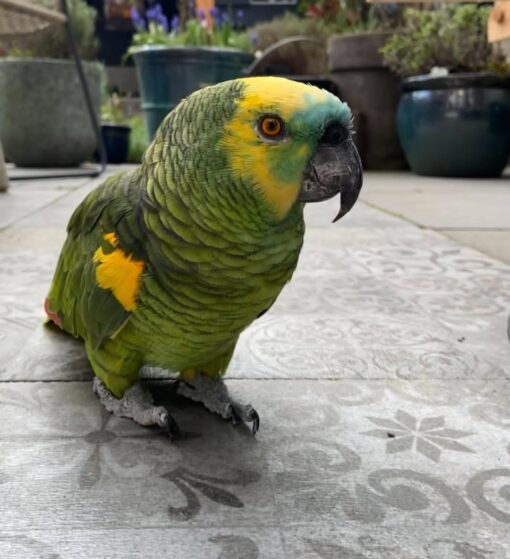 Blue Fronted  Amazon Parrots-(Males/Females) - Image 4