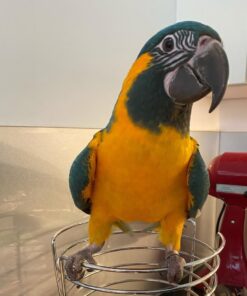 Blue Throated Macaw Parrot-(Lampa)