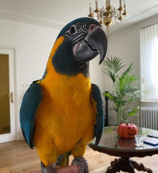 Blue Throated Macaw Parrot-(Lampa) - Image 3