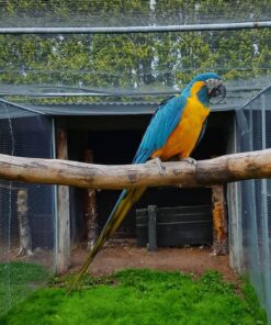 Blue Throated Macaw Parrot-(Lampa)